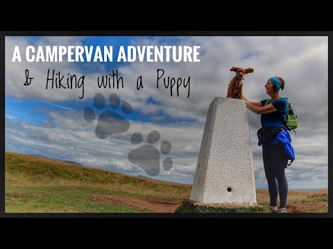A Campervan Adventure & Hiking with a Puppy