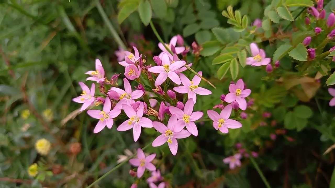 Nature's Whispers: Common Centaury in Picturesque Cumbria