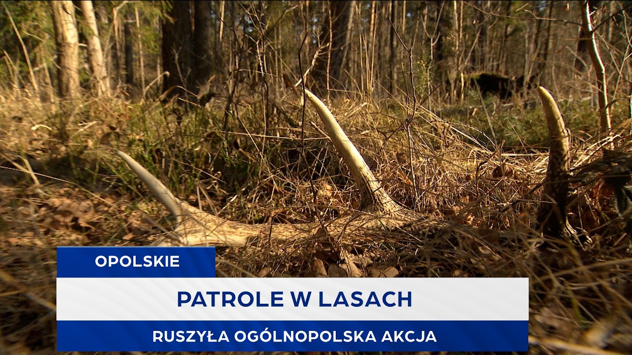 Patrole w lasach. Ruszyła ogólnopolska akcja