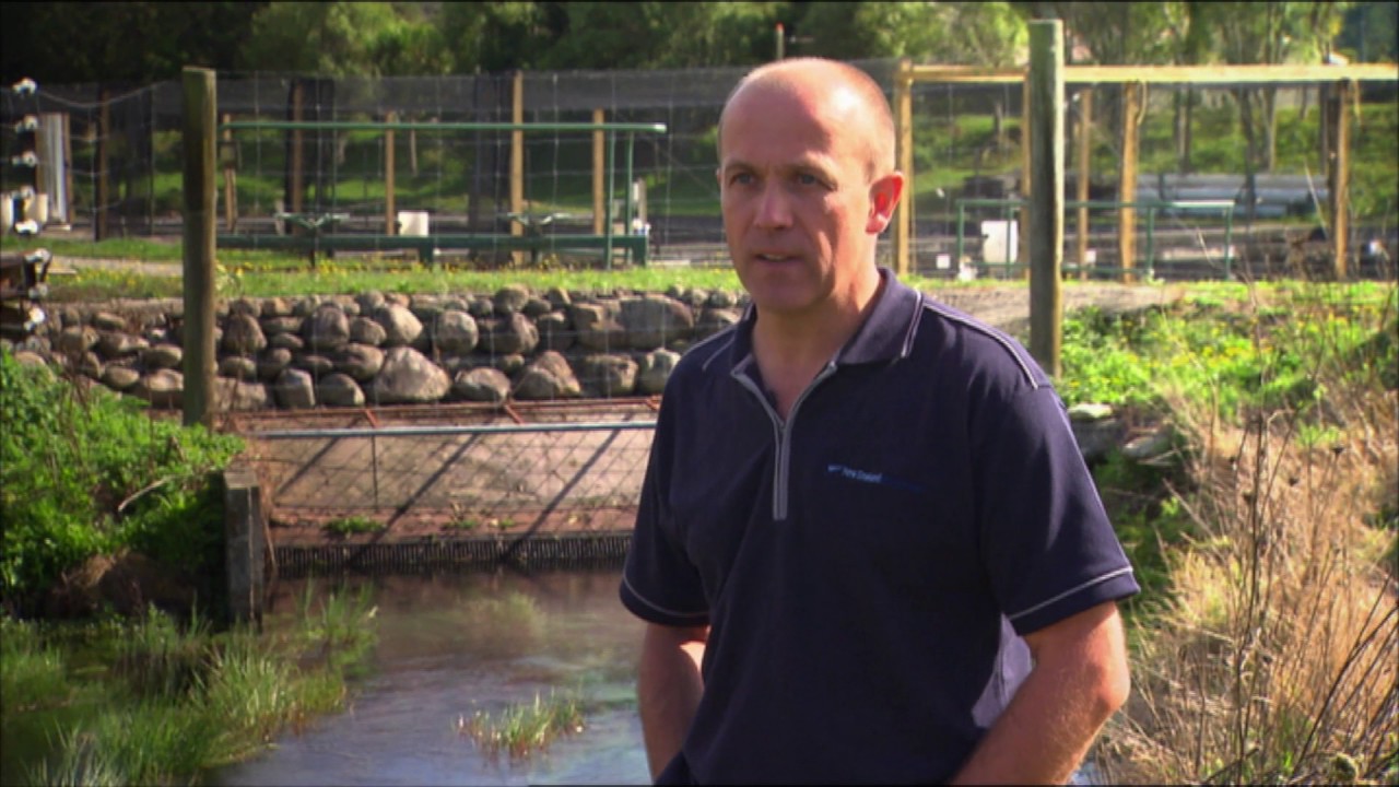 King Salmon Hatchery YouTube