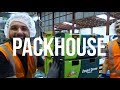 ¿Trabajar en una Packhouse de kiwis 🥝en Nueva Zelanda 🇳🇿?