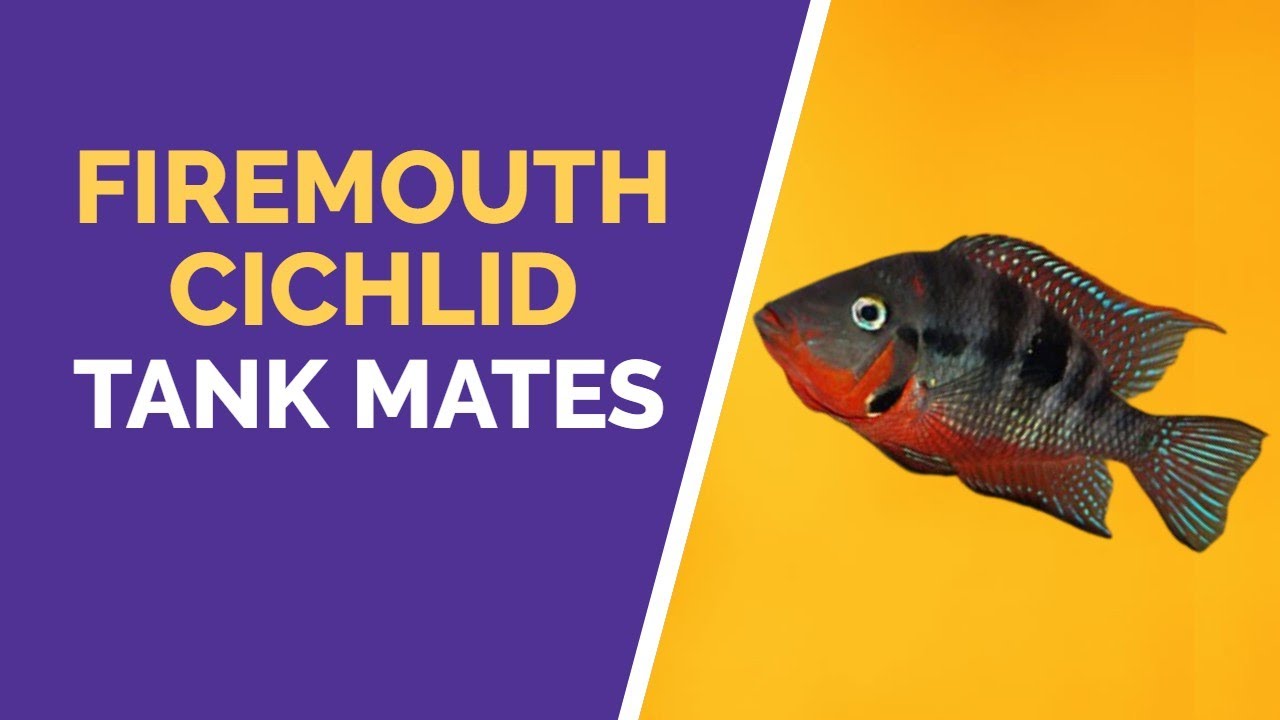 FIREMOUTH CICHLID TANK MATES YouTube