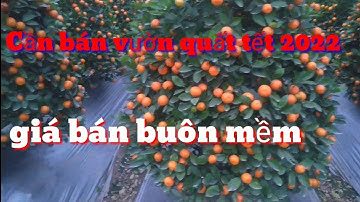 Cần bán vườn quất tết 2022, quất lùm, quất cảnh tết cây đẹp quả sai giá quất tết 2022 rẻ nhất