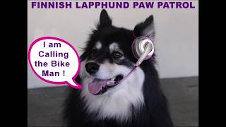 Finnish Lapphunds of Australia Save the day !!