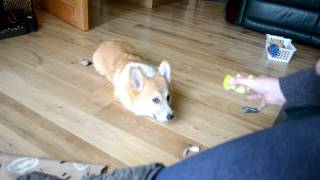 Pembroke Welsh Corgi Puppy 5 months Old.  Funny.