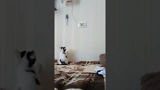 Котёнок играет со светильником