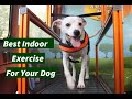 Exercise your dog indoors  run buddy mobile  mobile dog gym