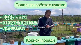 видео: Система роботи з мікронуклеусами. Подальший догляд після відбору матки 🐝 картинка: Система роботи з мікронуклеусами. Подальший догляд після відбору матки 🐝