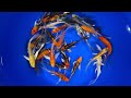 4-5" Standard Grade Butterfly Koi from Blue Ridge Koi