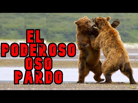 Video: Oso grizzly y oso pardo: rasgos, características y datos interesantes