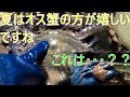 寄島の漁　ガラエビが出て来たよ　その3　Shrinps came out part3