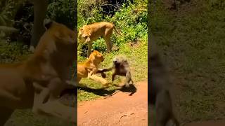 Lioness and Cubs Attack Monkey Shorts | #wildlife #ytshorts #lion #cub #attack #monkey