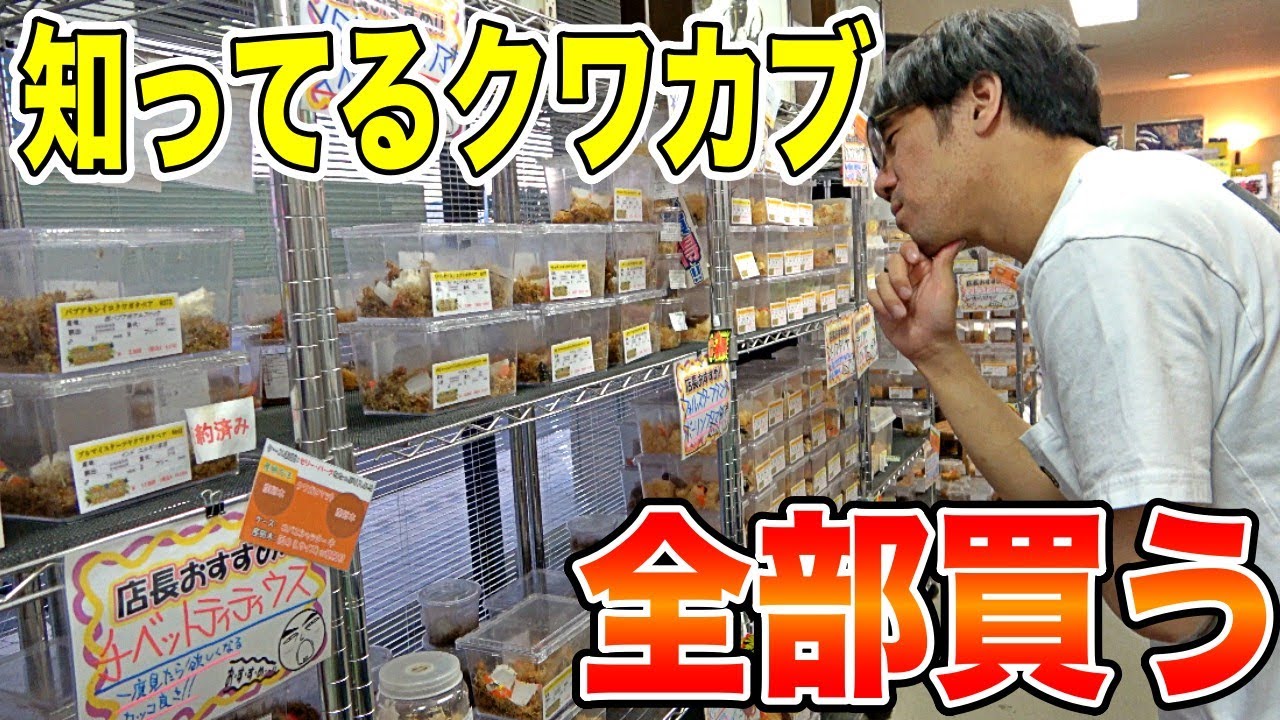 【破産覚悟】400種類のカブト、クワガタと同居してるカメラマンの知ってる生体全部買った結果