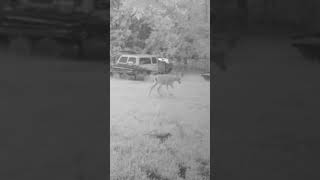 deer.  good  deer 2025