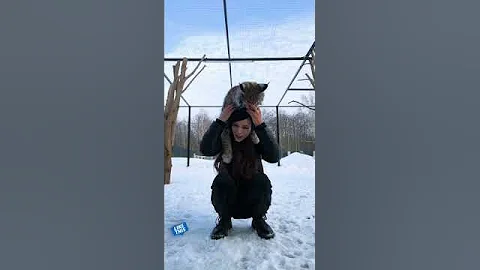 Суровое нападение дикой рыси на человека 😺