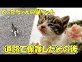 栗拾いに行ったら子猫を拾ってしまいました!【ショート動画の道路で緊急保護した子猫のその後】