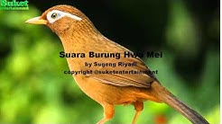 Suara Burung Hwa Mei  - Durasi: 9:53. 