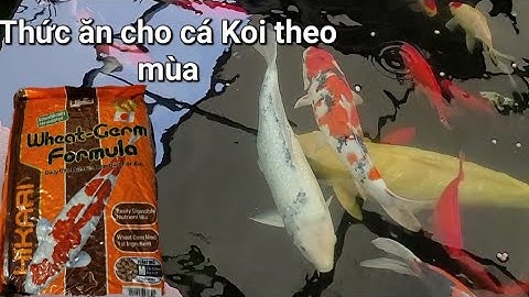 #189: Chia sẻ cách chăm sóc cá Koi vào mùa đông. Thức ăn cho cá theo mùa và siêu phát triển.