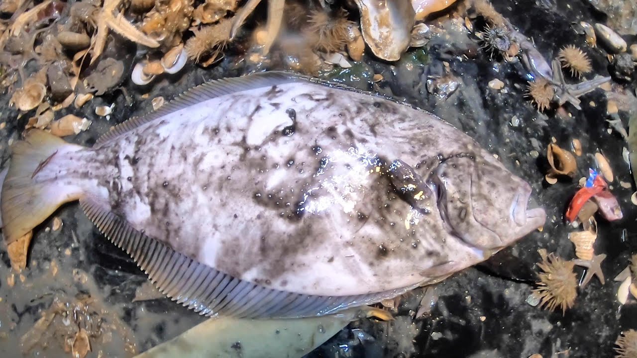 エビ漁へ行って見るとそこにはイカ墨だらけのあれが When I Went To Shrimp Fishing I Found That Fish Full Of Squid Ink Youtube