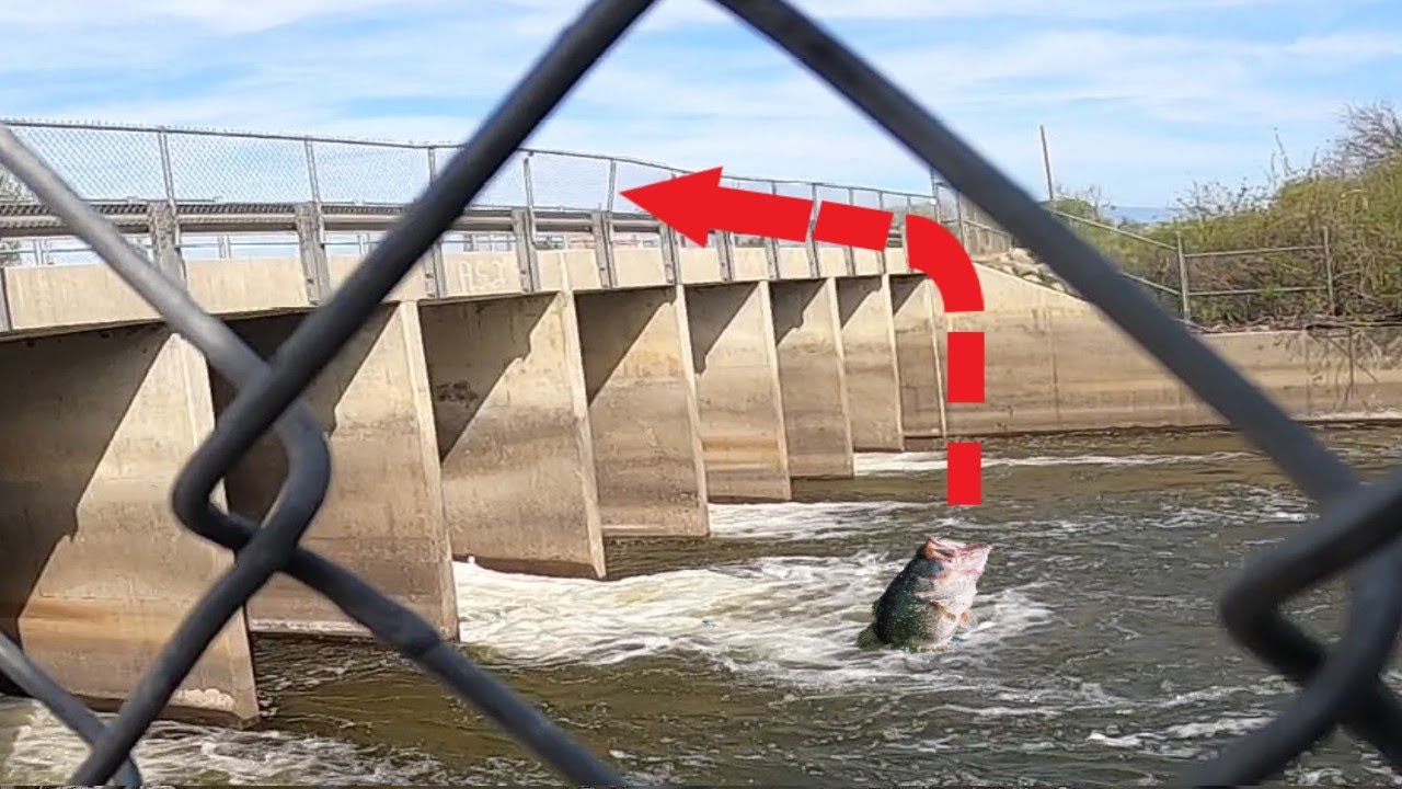 Catching Big Bass From A 20 FT Drop!!!