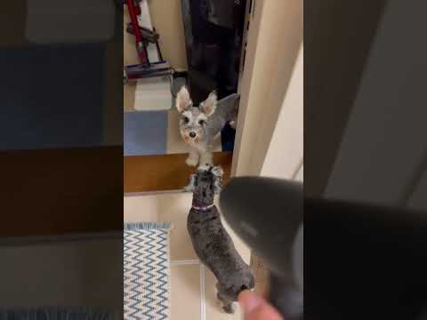 【シュナウザー多頭飼い】ドライヤーを浴びにくるいぬ達 #shorts