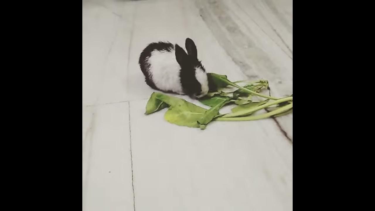 Teacup rabbits playing and eating YouTube
