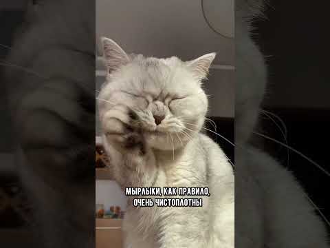 Встретил грязного кота на улице? Тогда ты должен знать о том, что он.. #кот #котики #коты