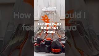 How Often to Feed Aqua Dragons? Watch Before You Start!