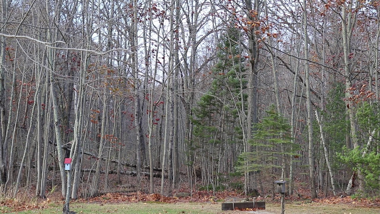 Canon SL2 ISO 100 Video Sample