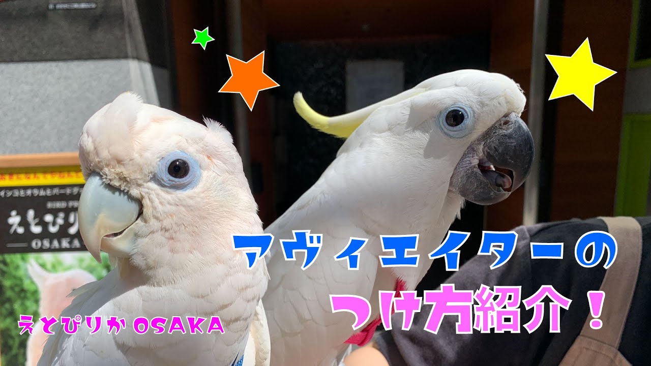 えとぴりかOSAKA】ハーネスのつけ方！【アヴィエイター】 - YouTube