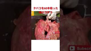 タバコを60本吸った肺の様子がコチラ#shorts #たばこ #肺 #実験 #lung#baga#Video ng epekto