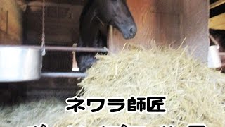 ヴェリイブライト号 寝藁師匠 ネワラ師匠 競走馬の仕草 Youtube ヴェリイブライト号 寝藁師匠 ネワラ師匠 競走馬の仕草 Youtube