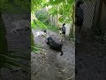 Puppies'Hideout 2