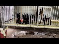 Trại chó giống becgie - Thái Bình đang phát trực tiếp!
