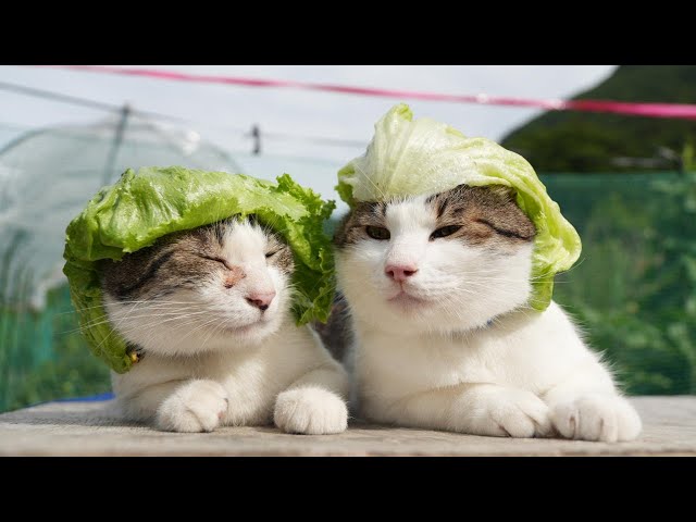 やせねこ レタス帽子 のせ猫 250803 - YouTube