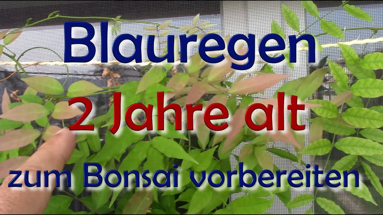 Blauregen 2 Jahre alt-zum Bonsai vorbereiten #bonsai #schweiz