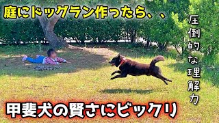 【忠犬】甲斐犬って理解力高すぎw庭にドッグラン作ったらこうなった