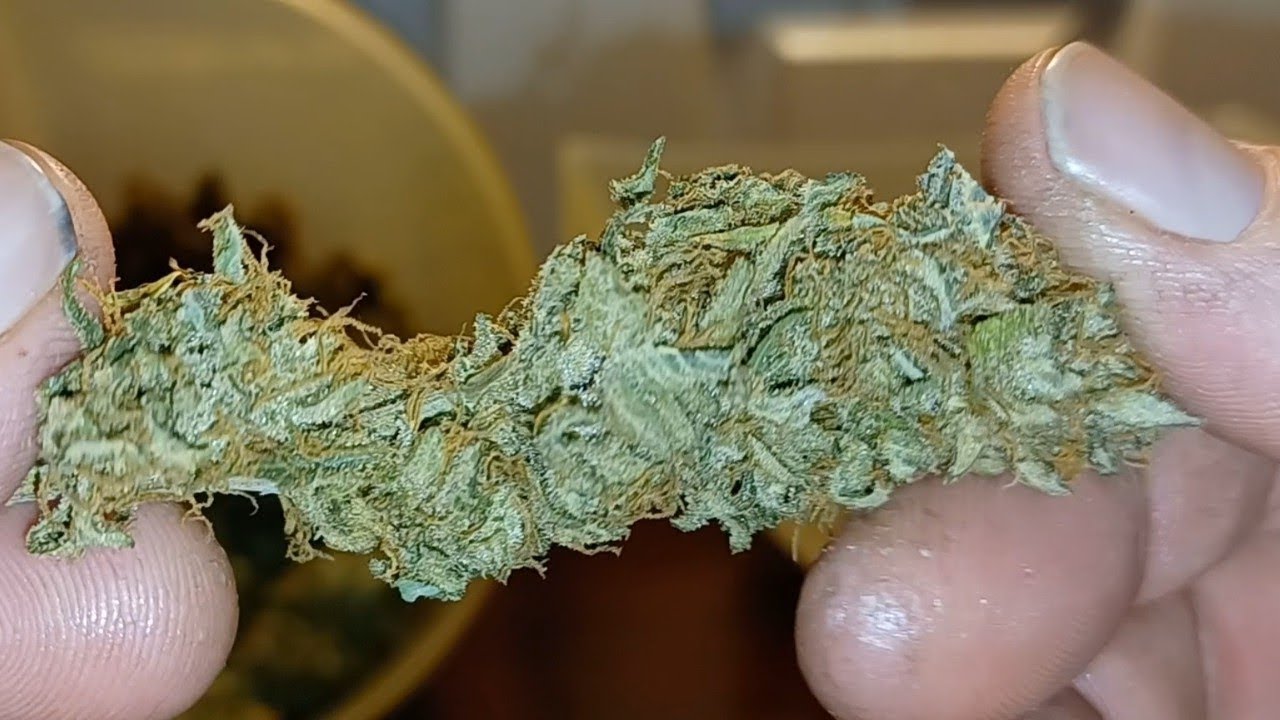 Final weight Lemon Cherry Cookies autoflower from Fast Buds. Agrogardens nutrition Medic Grow light