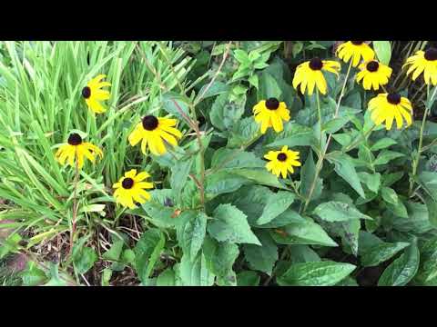 Video: Echinacea Và Rudbeckia đến Khu Vườn Của Chúng Tôi