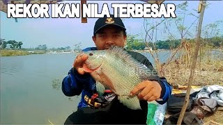 New record for super large tilapia fishing, very sharp curved rod || TIRAPIA FISHING !!