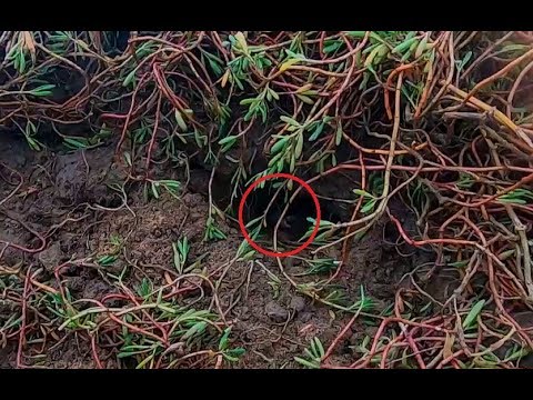 海菜底下暗藏洞穴，阿壮扒开后就兴奋了，里面竟藏着大家伙