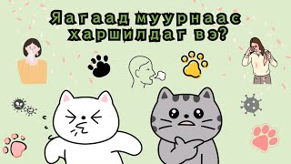 Яагаад муурнаасаа харшилдаг вэ? ( Муурны харшилын талаар)