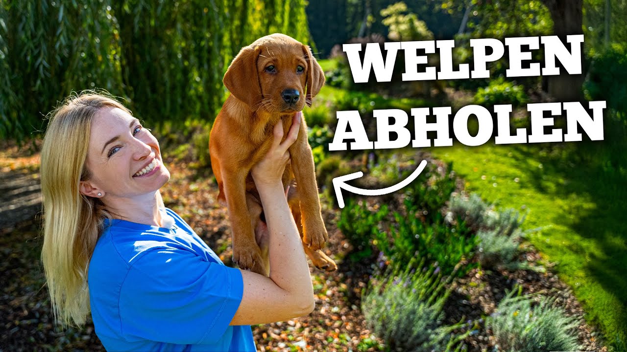 Welpen-Einzug leicht gemacht: 10 Tipps für einen stressfreien Start