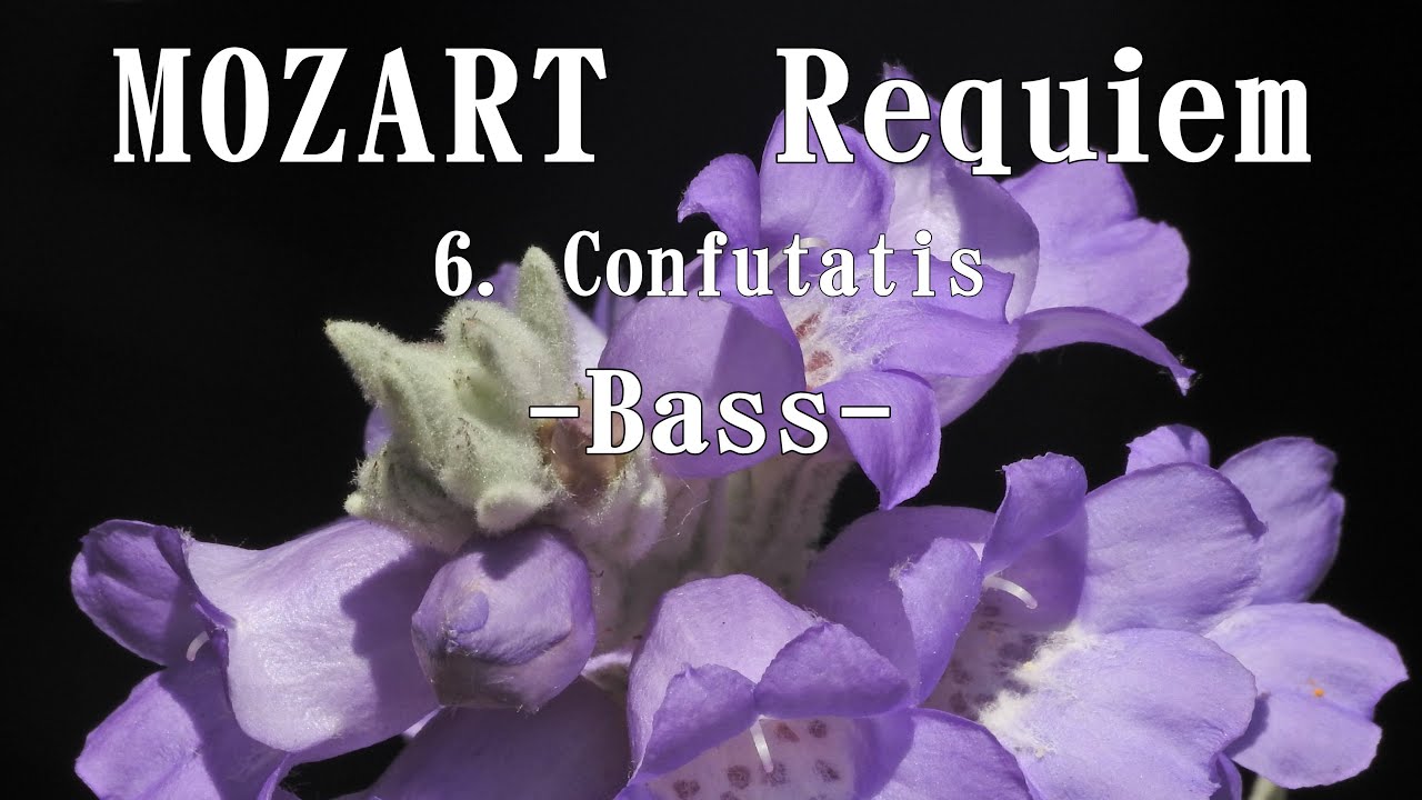モーツァルト 「レクイエム」より 6. Confutatis ベース MOZART, Requiem K626 Bass YouTube