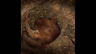 Inside Squirrel 🐿️ Nest | Squirrel Nesting | Wild Life On One #wildlife #nature #animals