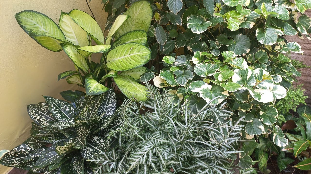 35 Plantas de sombra que ama o inverno. Cultivo em vaso.