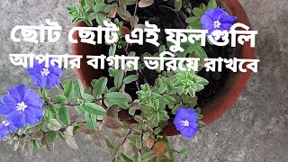 How to grow and care blue daze flower.