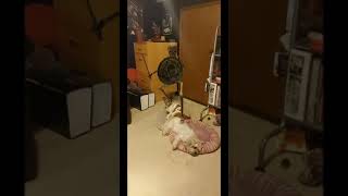 Sinbads Ray Harryhausens Legendary Skeletons Step On My Dogs