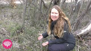 Conserving The Endangered Caladenia Colorata Orchid
