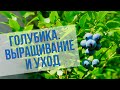 Голубика садовая. Условия выращивания и уход